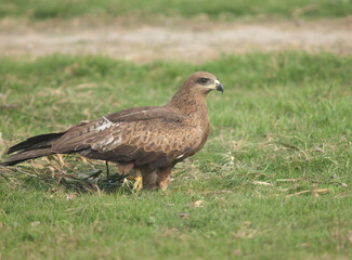 Black kite Milvus migrans on a meadow. Old Delhi. Delhi. India.