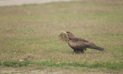 Black kite Milvus migrans carrying nest material in its bill. Old Delhi. Delhi. India.