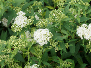Spiraea japonica 'Albiflora', Spirée japonaise blanche, arbuste cespiteux au feuillage vert,...