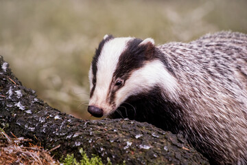 Fototapeta premium European badger (Meles meles) in winter time in a winter landscape in a natural wilderness setting. Wild scene of wild nature, Germany, Europe.