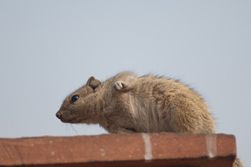 Indian palm squirrel Funambulus palmarum. Old Delhi. Delhi. India.
