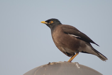 Common myna Acridotheres tristis in Old Delhi. Delhi. India.