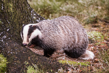 Naklejka premium European badger (Meles meles) in winter time in a winter landscape in a natural wilderness setting. Wild scene of wild nature, Germany, Europe.