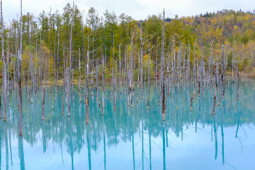 北海道美瑛の青い池