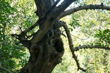 spooky tree with face shape holes