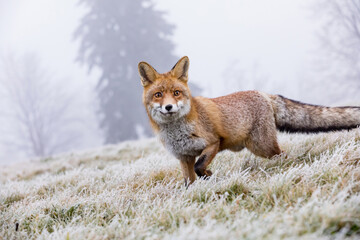 Cute red fox, Vulpes vulpes, in a winter landscape in a natural wilderness setting. Fox in the frozen grass.