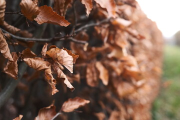 Hecke im Garten mit Laub zur Jahreszeit Herbst