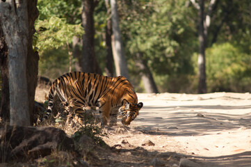 Bengal tiger Panthera tigris tigris. Bandhavgarh National Park. Madhya Pradesh. India.