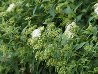 Spiraea japonica 'Albiflora', Spirée japonaise blanche, arbuste cespiteux au feuillage vert, duveteux et glauque à floraison blanche en grappes ou thyrses