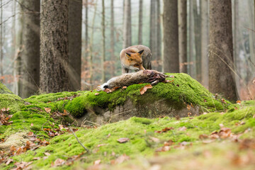 Cute red fox, Vulpes vulpes, eats prey caught in the autumn forest in a natural wilderness setting.