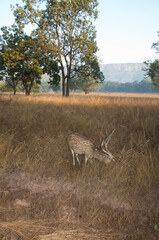 Male chital Axis axis grazing. Bandhavgarh National Park. Madhya Pradesh. India.