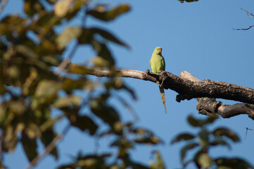 Female rose-ringed parakeet Psittacula krameri. Bandhavgarh National Park. Madhya Pradesh. India.