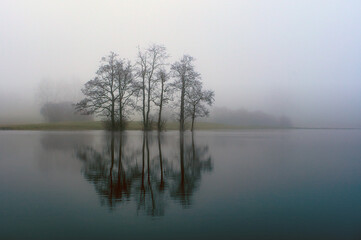 Fototapeta na wymiar Baumgruppe am Ufer im Nebel