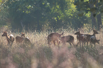 Herd of chital Axis axis. Bandhavgarh National Park. Madhya Pradesh. India.