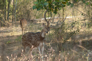 Naklejka na ściany i meble Male chital Axis axis scratching. Bandhavgarh National Park. Madhya Pradesh. India.