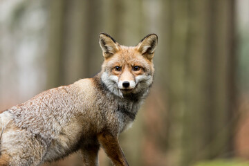 Cute red fox, Vulpes vulpes, in a winter landscape in a natural wilderness setting. Fox in the frozen grass.