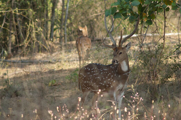 Naklejka na ściany i meble Male of chital Axis axis. Bandhavgarh National Park. Madhya Pradesh. India.