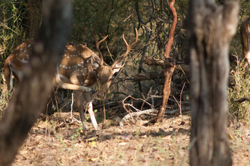Male chital Axis axis scratching. Bandhavgarh National Park. Madhya Pradesh. India.