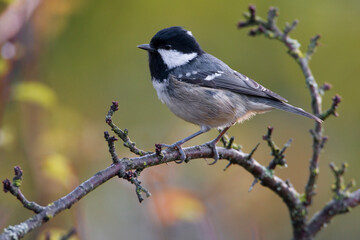 Fototapeta premium Zwarte Mees, Coal Tit, Periparus ater