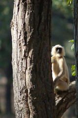 Northern plains gray langur Semnopithecus entellus. Bandhavgarh National Park. Madhya Pradesh....