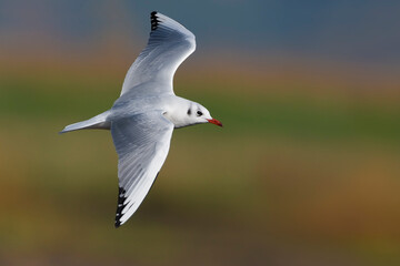 Kokmeeuw, Common Black-headed Gull; Larus ridibundus