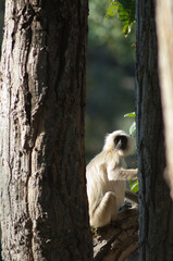 Obraz premium Northern plains gray langur Semnopithecus entellus. Bandhavgarh National Park. Madhya Pradesh. India.