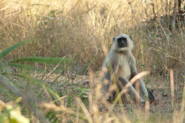 Northern plains gray langur Semnopithecus entellus. Bandhavgarh National Park. Madhya Pradesh....