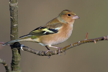 Vink, Common Chaffinch, Fringilla coelebs