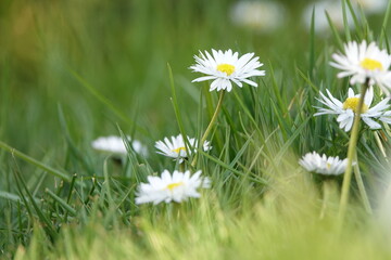 Gänseblümchen © Fotolyse