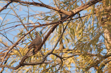 Spotted dove Streptopelia chinensis on a branch. Bandhavgarh National Park. Madhya Pradesh. India.