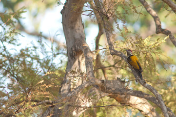 Male black-rumped flameback Dinopium benghalense. Bandhavgarh National Park. Madhya Pradesh. India.