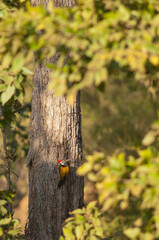 Female black-rumped flameback Dinopium benghalense. Bandhavgarh National Park. Madhya Pradesh. India.