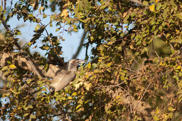Indian grey hornbill Ocyceros birostris eating fruits. Female. Bandhavgarh National Park. Madhya Pradesh. India.