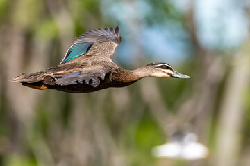 Duck on the wing