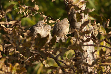 Jungle babblers Turdoides striatus on a branch. Bandhavgarh National Park. Madhya Pradesh. India.