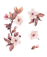 Fototapeta na wymiar Cherry blossom isolated on white. Watercolor illustration