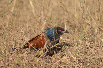 Greater coucal Centropus sinensis in the tall grass. Bandhavgarh National Park. Madhya Pradesh. India.
