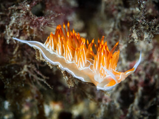 Dondice banyulensis, sometimes known as Godiva banyulensis, is a species of colourful sea slug, an aeolid nudibranch, a marine gastropod mollusc in the family Facelinidae.