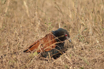 Greater coucal Centropus sinensis in the tall grass. Bandhavgarh National Park. Madhya Pradesh. India.