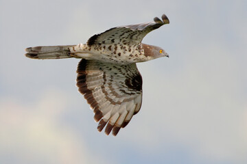 Wespendief, European Honey Buzzard, Pernis apivorus