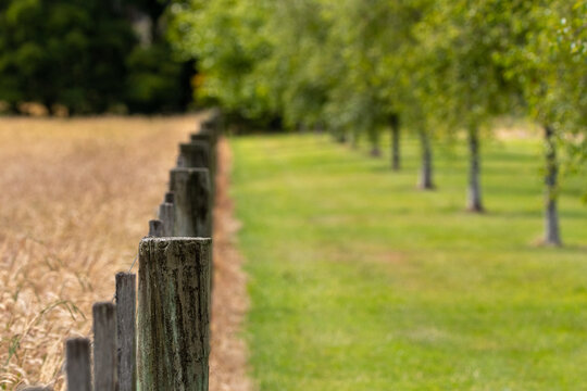 Lookin down the fenceline in the spring.