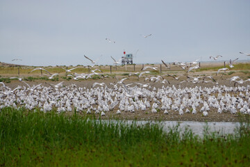 flock of seagulls with an old wooden fishing hut in Vend&eacute;e, France