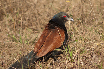 Greater coucal Centropus sinensis in the tall grass. Bandhavgarh National Park. Madhya Pradesh. India.