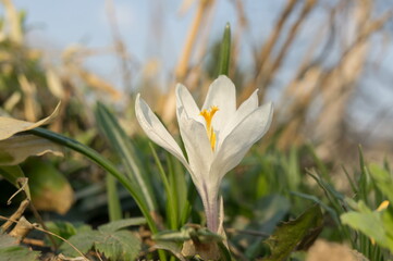 White flower Saffron (Latin Crocus) is a bulbous ornamental plant that grows among the grass in the garden.