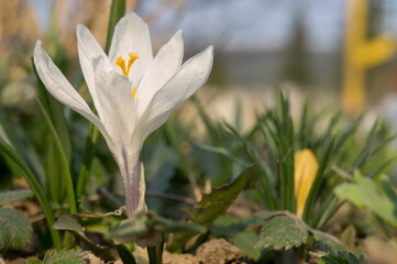 The white flower of Saffron (Latin Crocus) is a bulbous ornamental plant that grows among the grass in the garden.