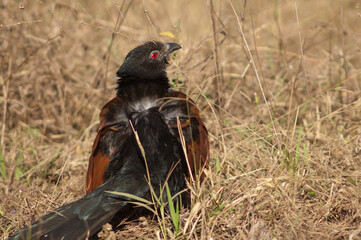 Greater coucal Centropus sinensis sunbathing. Bandhavgarh National Park. Madhya Pradesh. India.