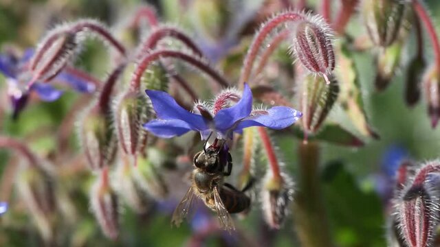 Abeille mellif&egrave;re butinant une fleur de bourrache bleue