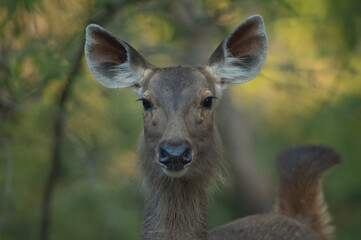 Portrait of female sambar Rusa unicolor. Bandhavgarh National Park. Madhya Pradesh. India.