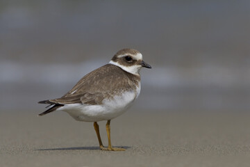 Common Ringed Plover, Bontbekplevier, Charadrius hiaticula