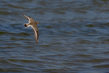 Bontbekplevier, Common Ringed Plover, Charadrius hiaticula